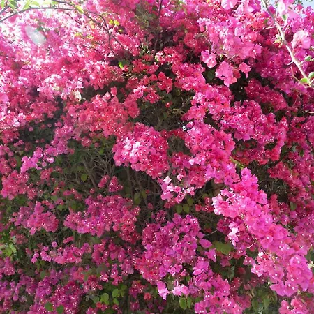 Satori Gozo Centre - Ibo Villa